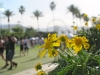 coachella2015fri-scene4.jpg